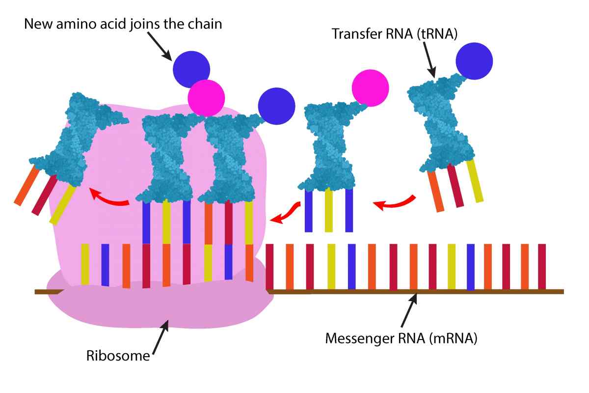 Сплайсинг - це етап формування мРНК. Механізм і біологічний зміст процесу